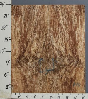 AAAAA SPALTED CURLY MAPLE MICROLUMBER BOOKMATCH 18"3/4 X 23" X 3/8 (NWT-1261C)