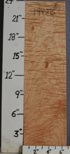 MUSICAL CURLY MAPLE BILLET 6"5/8 X 24" X 7/8 (NWTB1982)