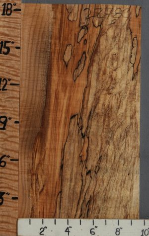 5A Spalted Curly Maple Lumber 9"5/8 X 18" X 1/2 (NWT-2278C)