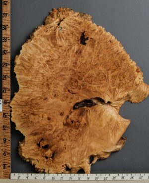 5A Burl Maple Lumber with Live Edge 30" X 38" X 2"1/4 (NWT-3577C)