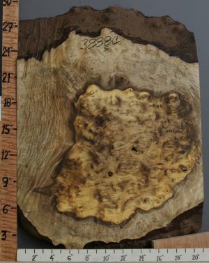 5A Burl Myrtlewood Lumber with Live Edge 21" X 28" X 2"1/8 (NWT-3888C)