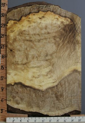 5A Burl Myrtlewood Lumber with Live Edge 20"1/2 X 31" X 2" (NWT-3889C)
