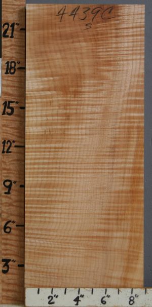 Musical Curly Maple Billet 9" X 22" X 1"1/2 (NWT-4439C)