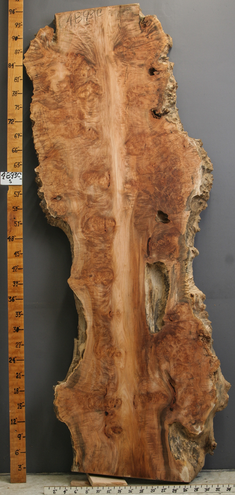 5A Burl Maple Lumber with Live Edge 34" X 94" X 2"3/4 (NWT-4893C)