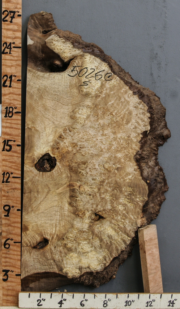 5A Burl Myrtlewood Lumber with Live Edge 12" X 25" X 1"3/4 (NWT-5026C)