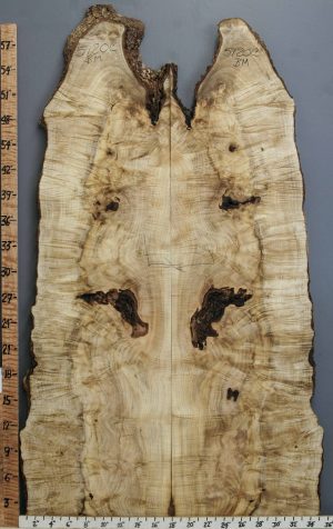 5A Curly Myrtlewood Bookmatch with Live Edge 31" X 59" X 5/4 (NWT-5120C)