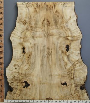 5A Curly Myrtlewood Bookmatch with Live Edge 38" X 53" X 5/4 (NWT-5121C)