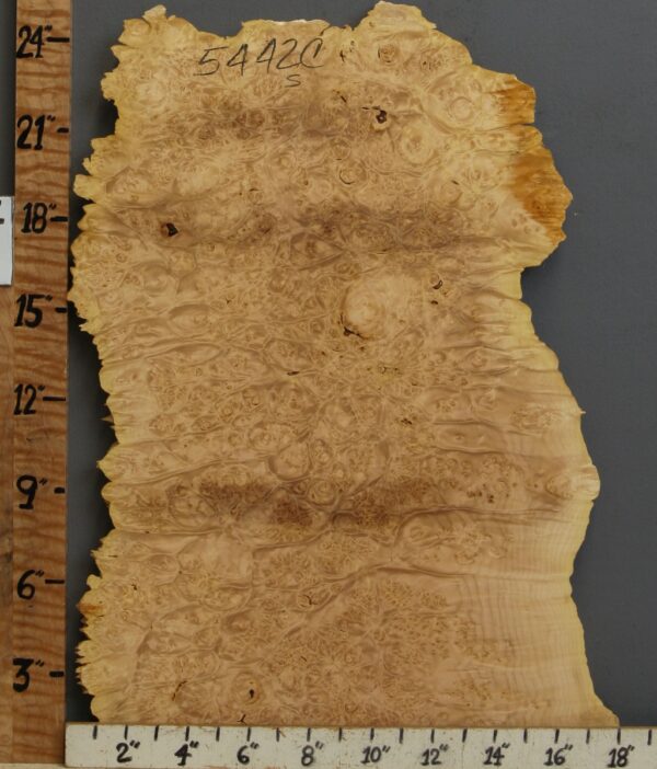 5A Burl Maple Microlumber with Live Edge 16" X 25" X 7/8 (NWT-5442C) - Image 2