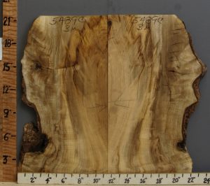 5A Curly Myrtlewood Bookmatch with Live Edge 21" X 21" X 4/4 (NWT-5489C)