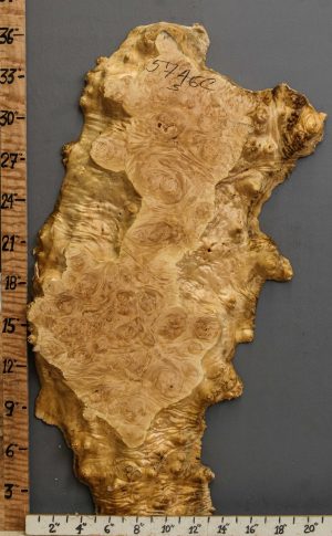 5A Burl Maple Lumber with Live Edge 16" X 36" X 2" (NWT-5746C)
