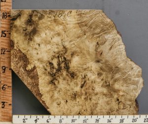 5A Spalted Burl Myrtlewood Lumber 20" X 19" X 2"3/4 (NWT-5785C)