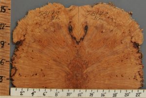 5A Spalted Burl Maple Microlumber Bookmatch with Live Edge 22" X 15" X 3/8 (NWT-5817C)