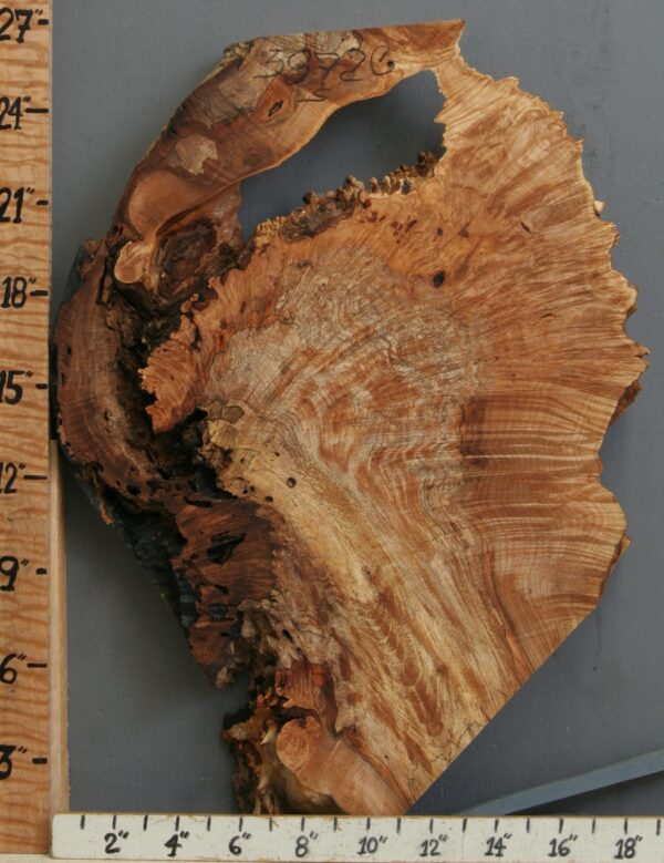 5A Spalted Burl Maple Lumber with Live Edge 18" X 26" X 2"3/8 (NWT-5872C) - Image 2