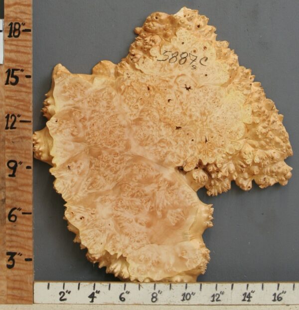 5A Burl Maple Lumber with Live Edge 17" X 18" X 1" (NWT-5887C)