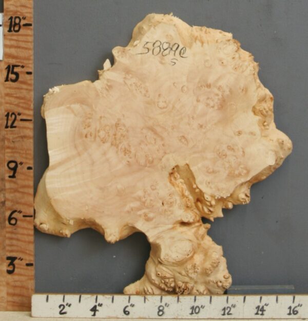 5A Burl Maple Lumber with Live Edge 16" X 18" X 1" (NWT-5889C)