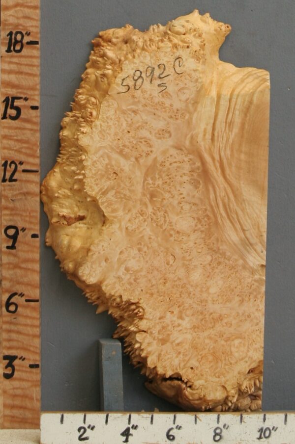 5A Burl Maple Lumber with Live Edge 10" X 18" X 1"7/8 (NWT-5892C)