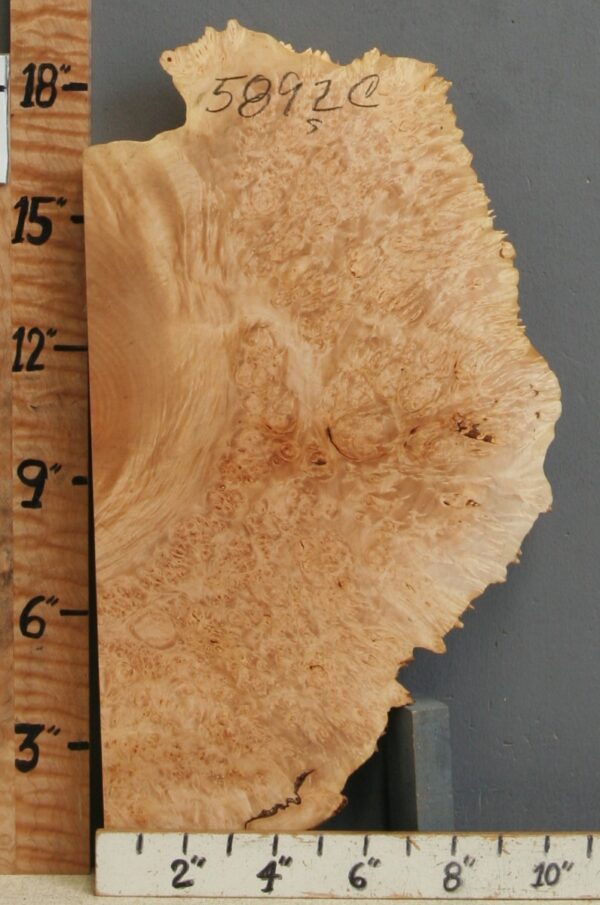 5A Burl Maple Lumber with Live Edge 10" X 18" X 1"7/8 (NWT-5892C) - Image 2