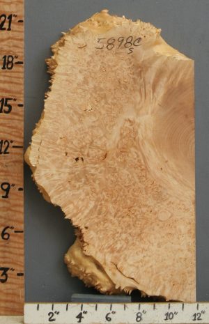 5A Burl Maple Lumber with Live Edge 12" X 19" X 1"3/4 (NWT-5898C)