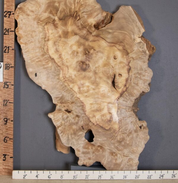 5A Burl Myrtlewood with Live Edge Lumber 20" X 32" X 2" (NWT-1396D) - Image 2