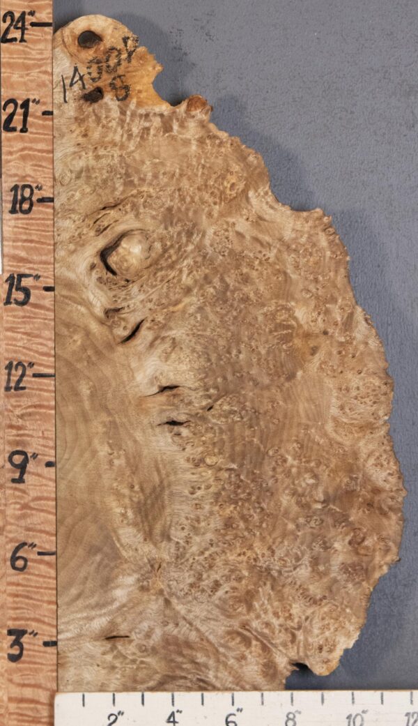 5A Burl Myrtlewood with Live Edge Lumber 11" X 24" X 1"7/8 (NWT-1400D) - Image 2