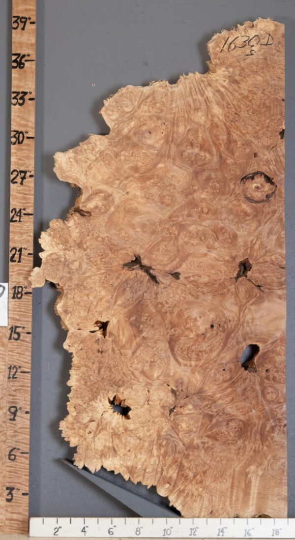 5A Burl Maple with Live Edge Lumber 18" X 38" X 2" (NWT-1630D) - Image 2