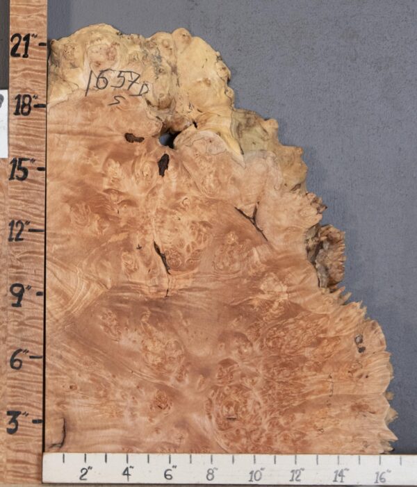 5A Spalted Burl Maple with Live Edge Lumber 16" X 21" X 1"7/8 (NWT-1657D)