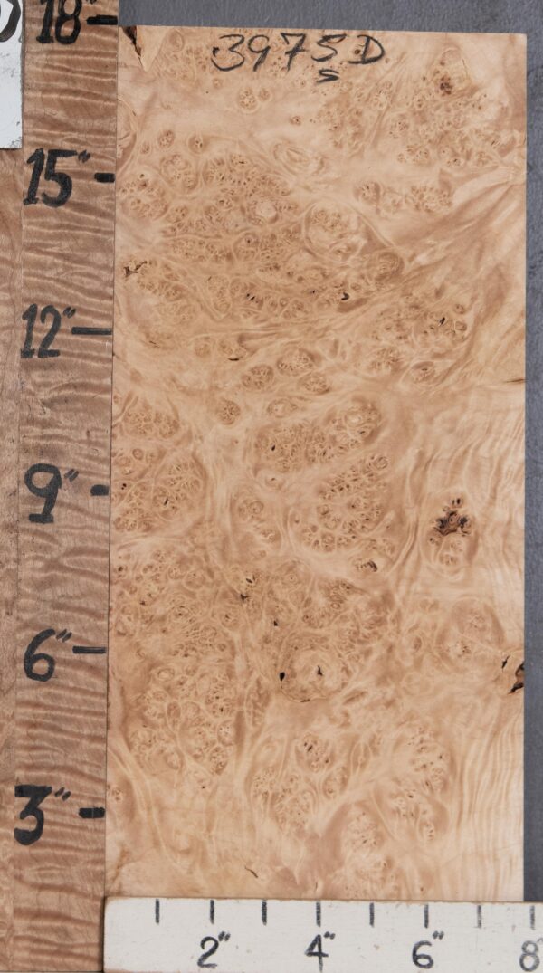 5A Block Burl Maple