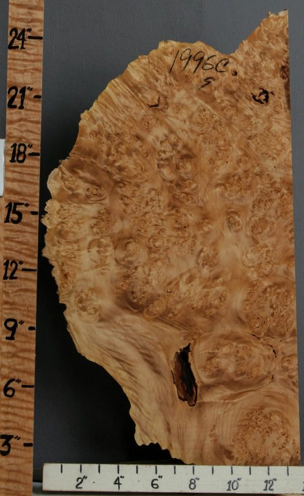 5A Burl Cluster Maple Lumber with Live Edge 13" X 22" X 4"1/2 (NWT-1996C)