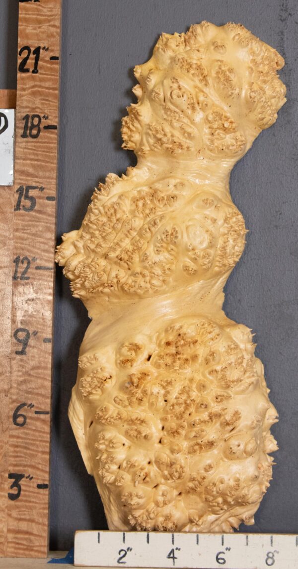 5A Cap Burl Maple