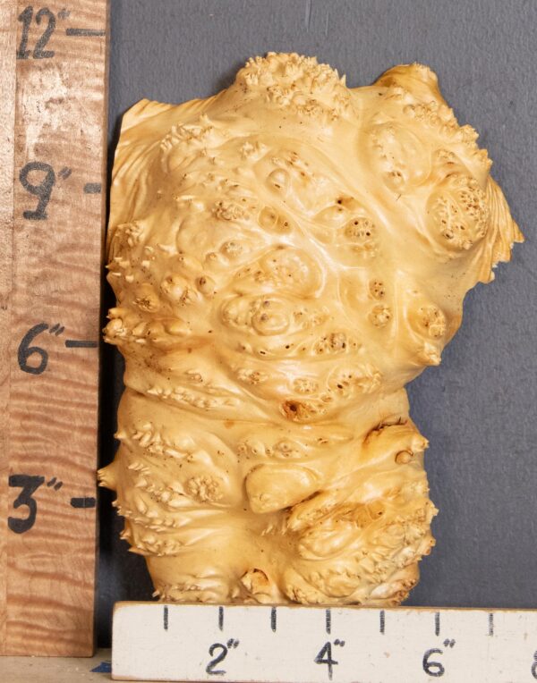 5A Cap Burl Maple