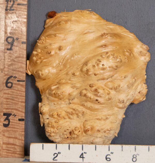 5A Cap Burl Maple