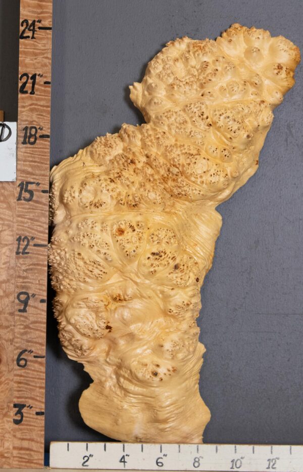 5A Cap Burl Maple