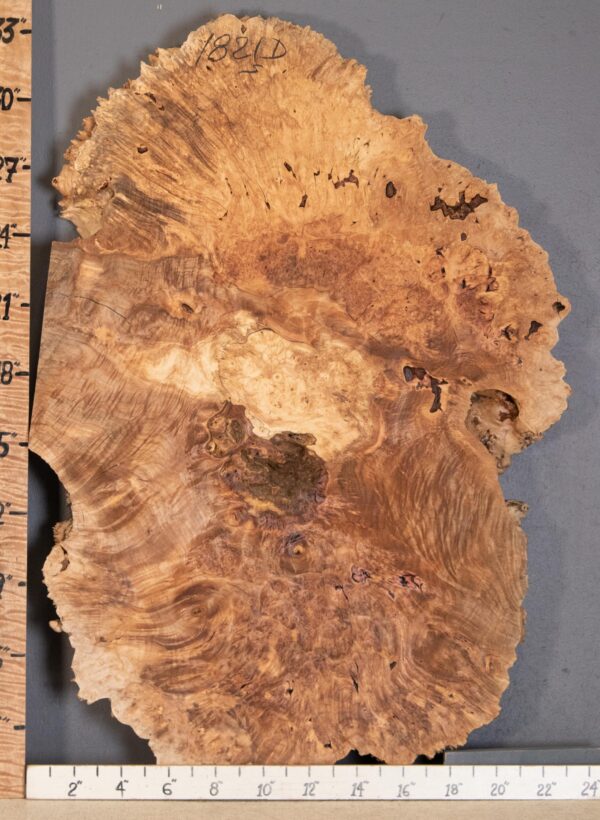 5A Spalted Burl Maple Lumber 23" X 33" X 2"1/4 (NWT-1821D) - Image 2