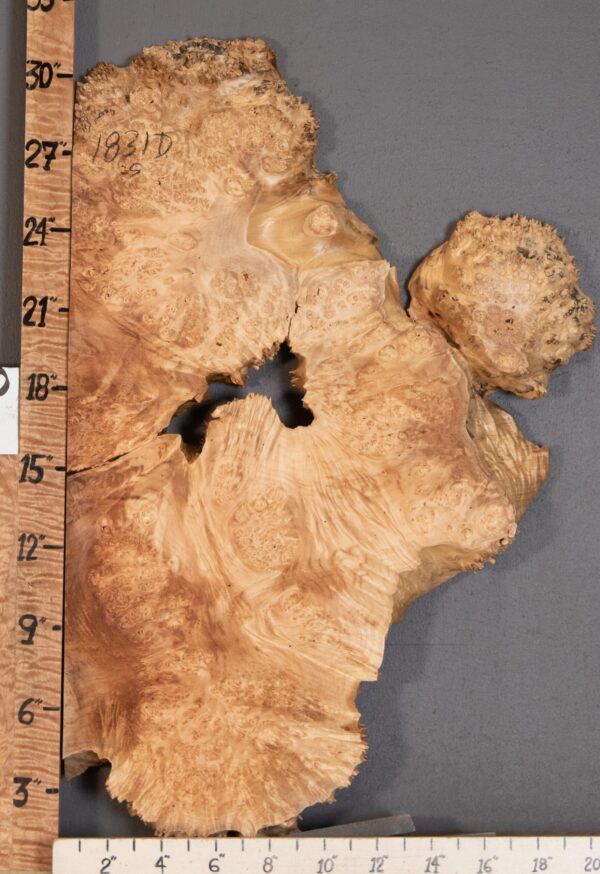 5A Burl Spalted Maple with Live Edge Lumber 17" X 30" X 1"7/8 (NWT-1831D)