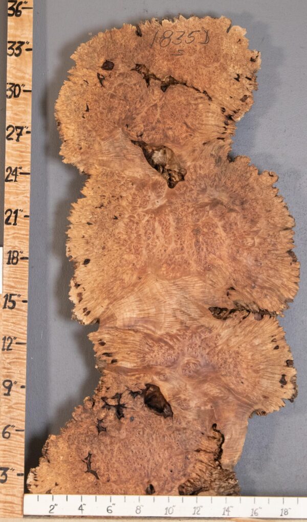 5A Burl Spalted Maple with Live Edge Lumber 15" X 34" X 2"3/8 (NWT-1835D) - Image 2