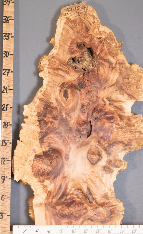 5A Burl Spalted Maple