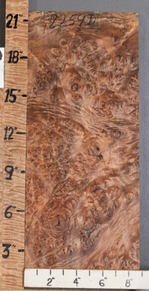 5A Block Spalted Burl Maple