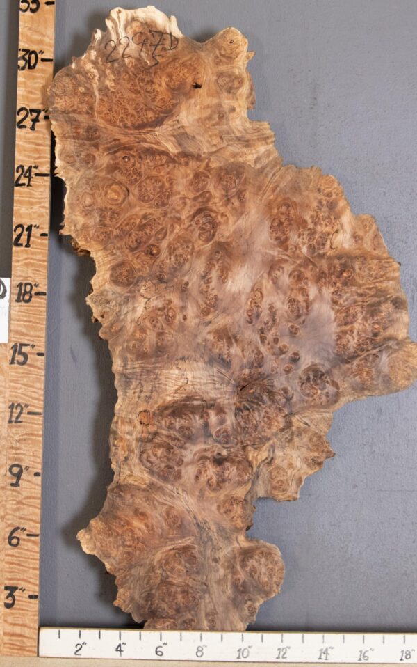 5A Spalted Burl Maple with Live Edge Lumber 15" X 31" X 2"1/8 (NWT-2297D) - Image 2