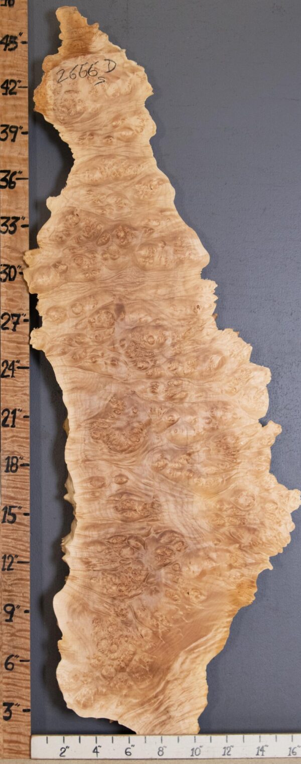 5A Burl Maple with Live Edge Lumber 13" X 46" X 1"3/4 (NWT-2666D) - Image 2