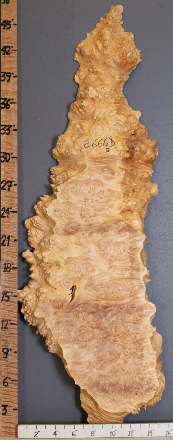 5A Burl Maple with Live Edge Lumber 13" X 46" X 1"3/4 (NWT-2666D)