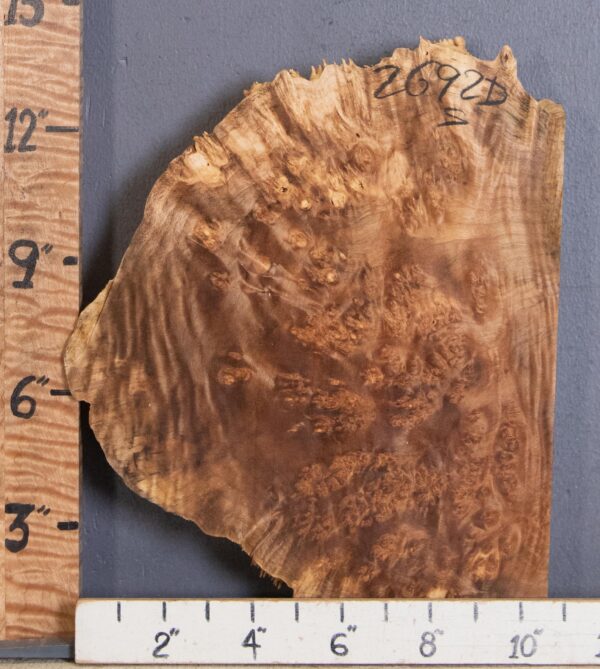 5A Burl Spalted Maple with Live Edge Lumber 10" X 12" X 2"1/8 (NWT-2692D) - Image 2