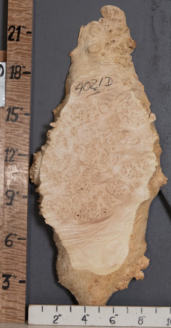 5A Burl Maple