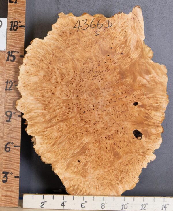 5A Cap Burl Maple