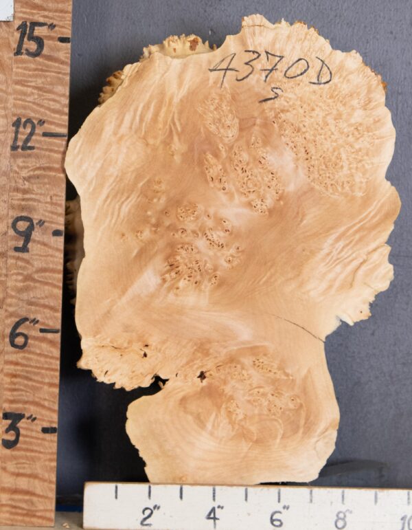 5A Cap Burl Maple