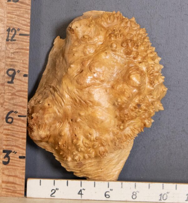 5A Cap Burl Maple