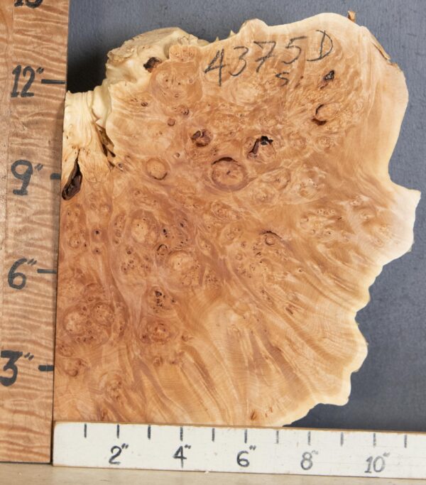 5A Block Burl Maple