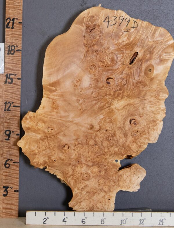 5A Burl Maple