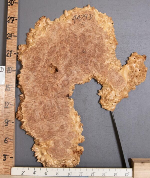 5A Burl Maple