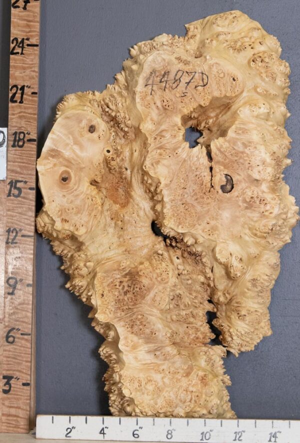 5A Burl Maple