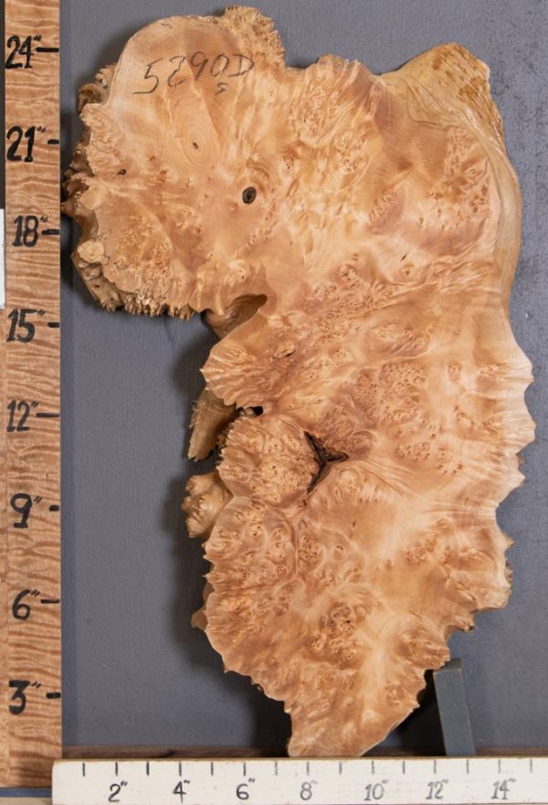 5A Burl Maple